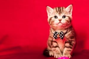 Illada LuKoSan Британские котята черный мрамор на серебре (британцы черные серебристые мраморные). Вискас окрас  